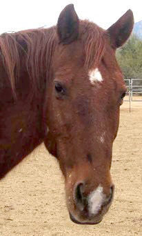 Adopt a Friend: Sela