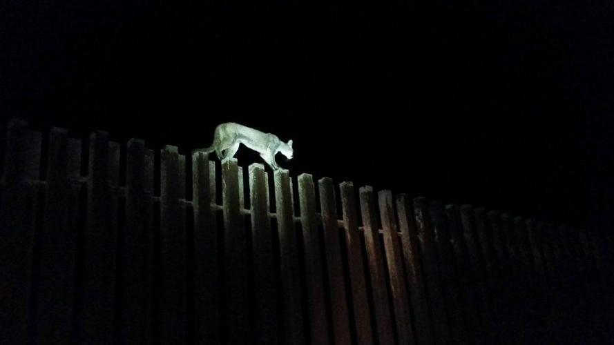 Mountain lion on border fence