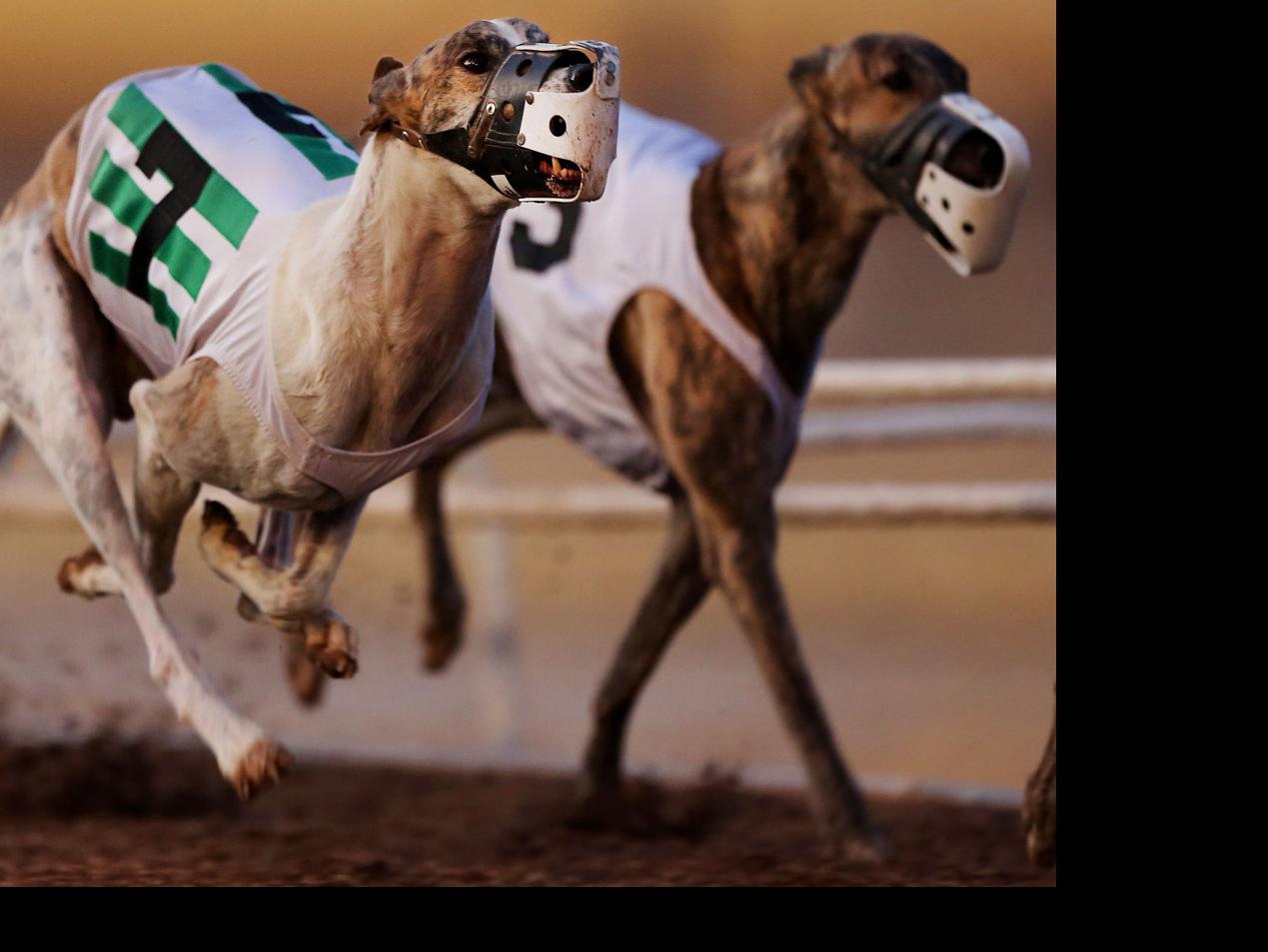 Photos Greyhound Racing In Tucson Through The Years Photography Tucson Com
