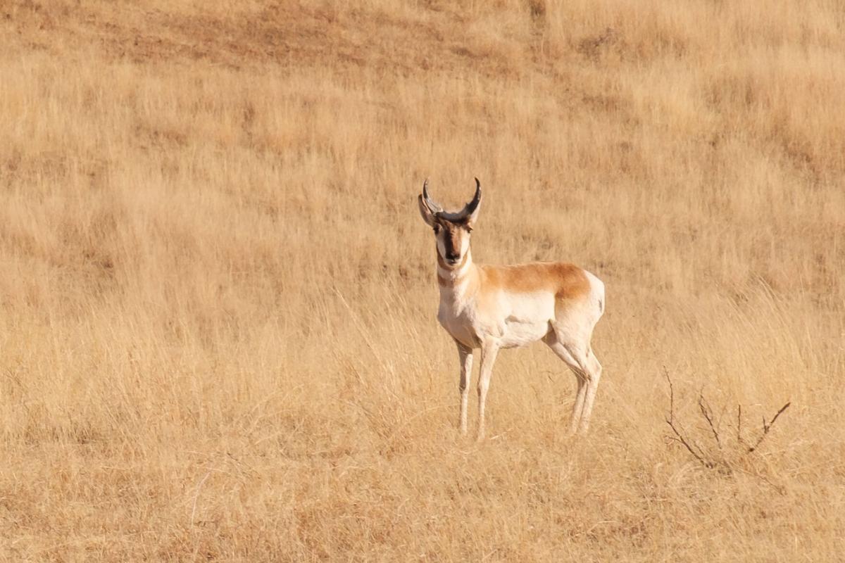 Agreement will preserve Sonoita-area grassland where deer ...