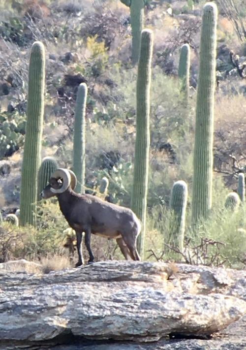 Bighorn Sheep, Saguaro NP