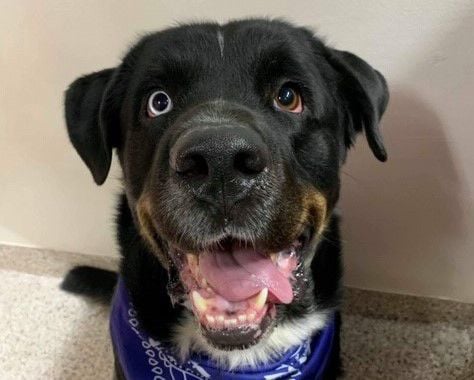 Adopt a friend: Bernard