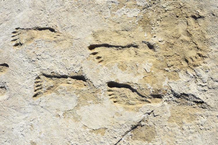New U of A study follows in footsteps of major fossil find in New Mexico