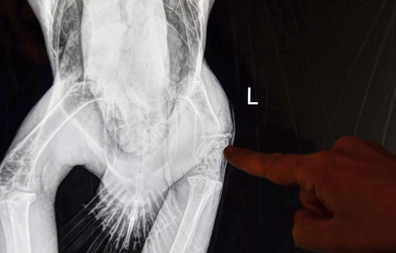 Injured Eagle Released