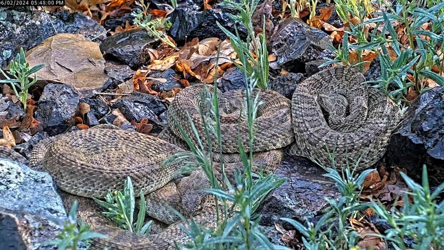 Rattlesnake Cam