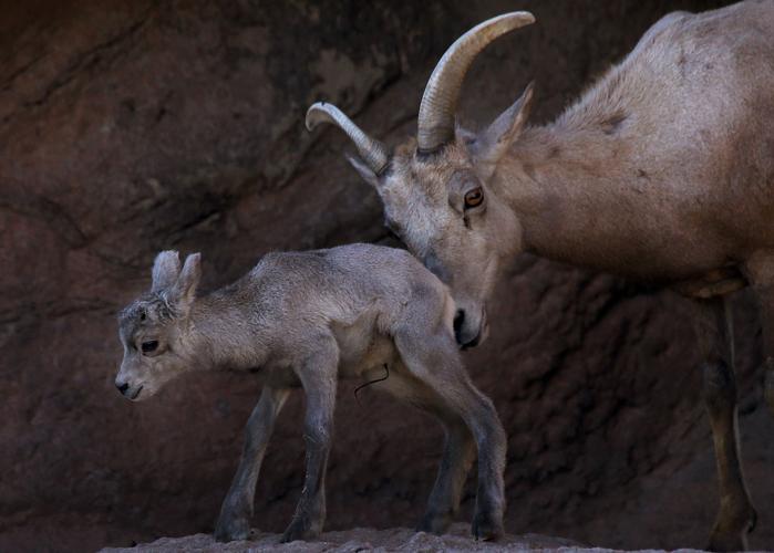 Baby bighorn lamb at the Desert Museum