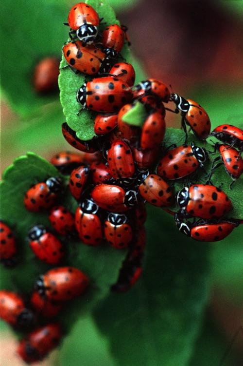 Ladybugs