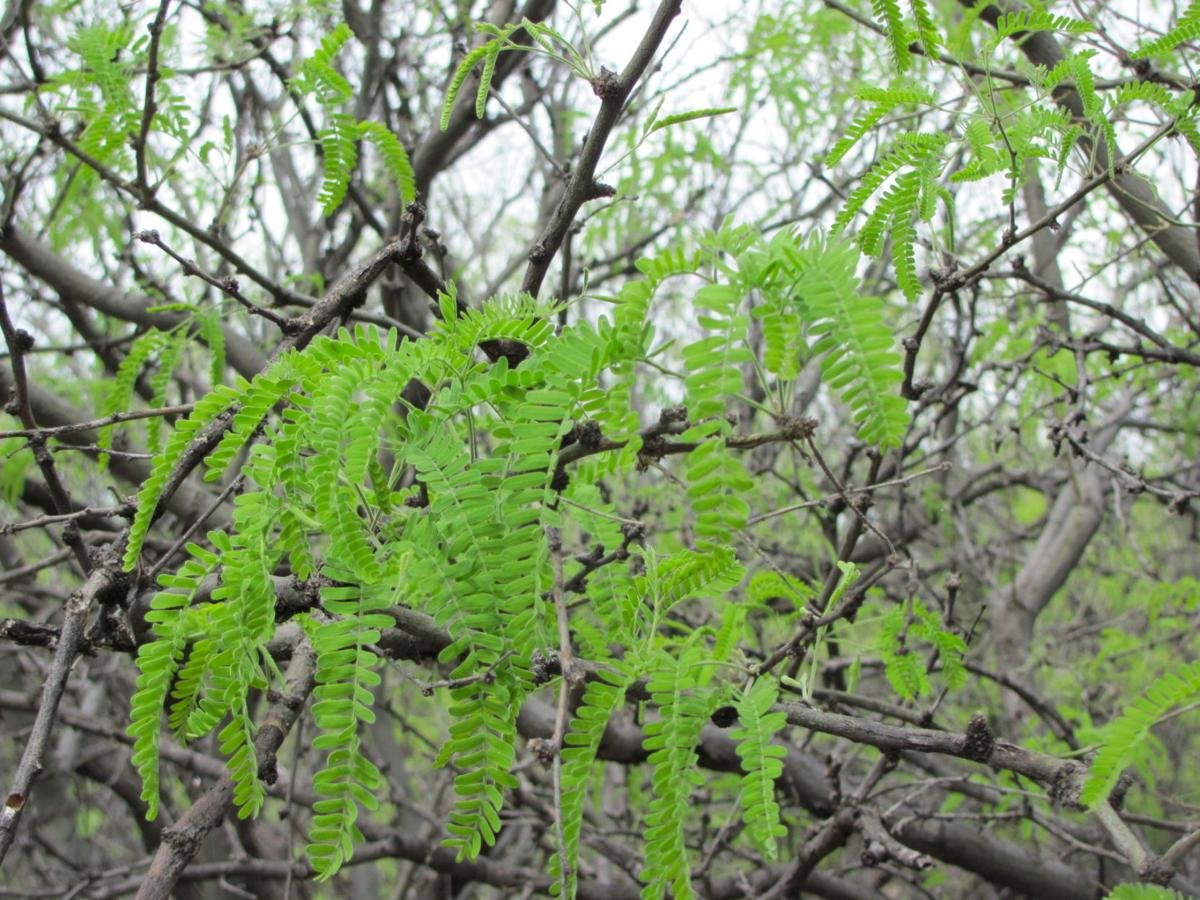 Mesquites may need watering
