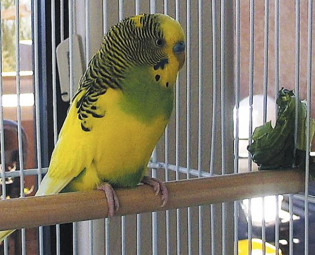 Parakeet's life takes some unexpected turns  