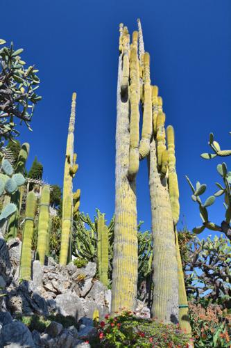 Cacti in rock garden