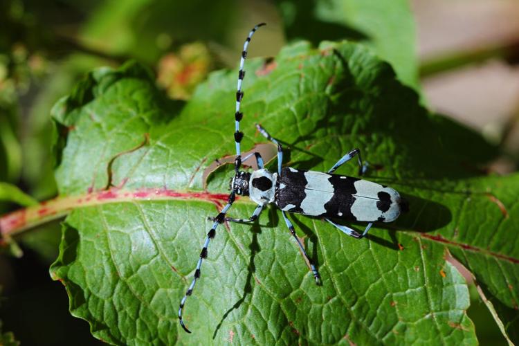 Readers' amazing insects