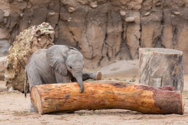 Nandi notebook: Updates on Tucson's baby elephant | Leisure | tucson.com