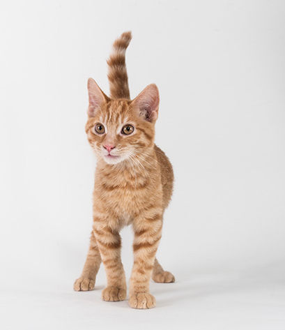 Adopt a Friend: Hardy