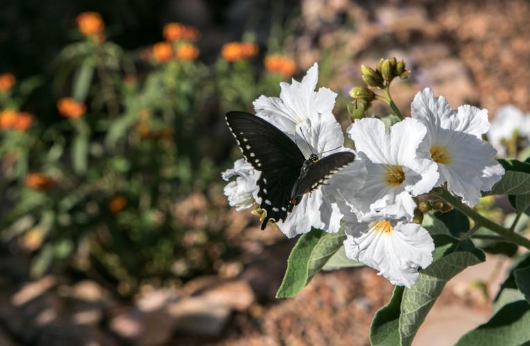 Rita Ranch Home Tour