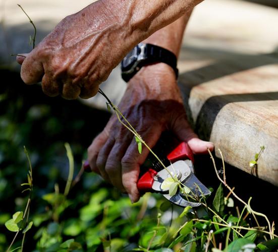 Pruning at Tucson Botanical Gardens