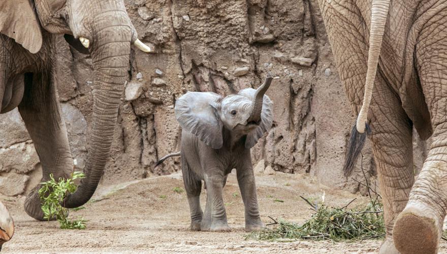 Photos Baby elephant debuts at Reid Park Zoo Local news