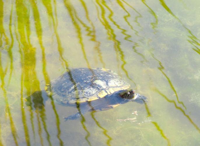 Turtle at Agua Caliente Park