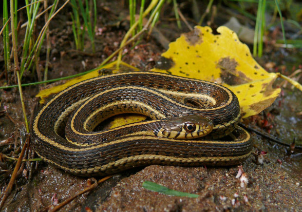 Northern Mexican gartersnake
