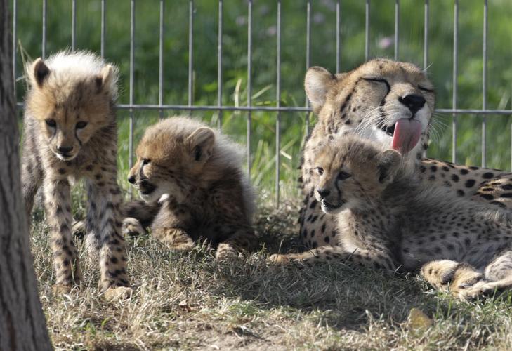 Czech Republic Baby Cheetah Quintuplets