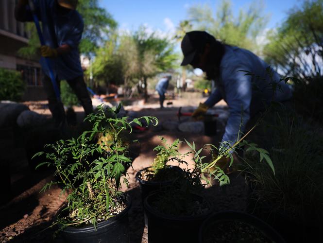 Downtown Tucson gets pollinator garden
