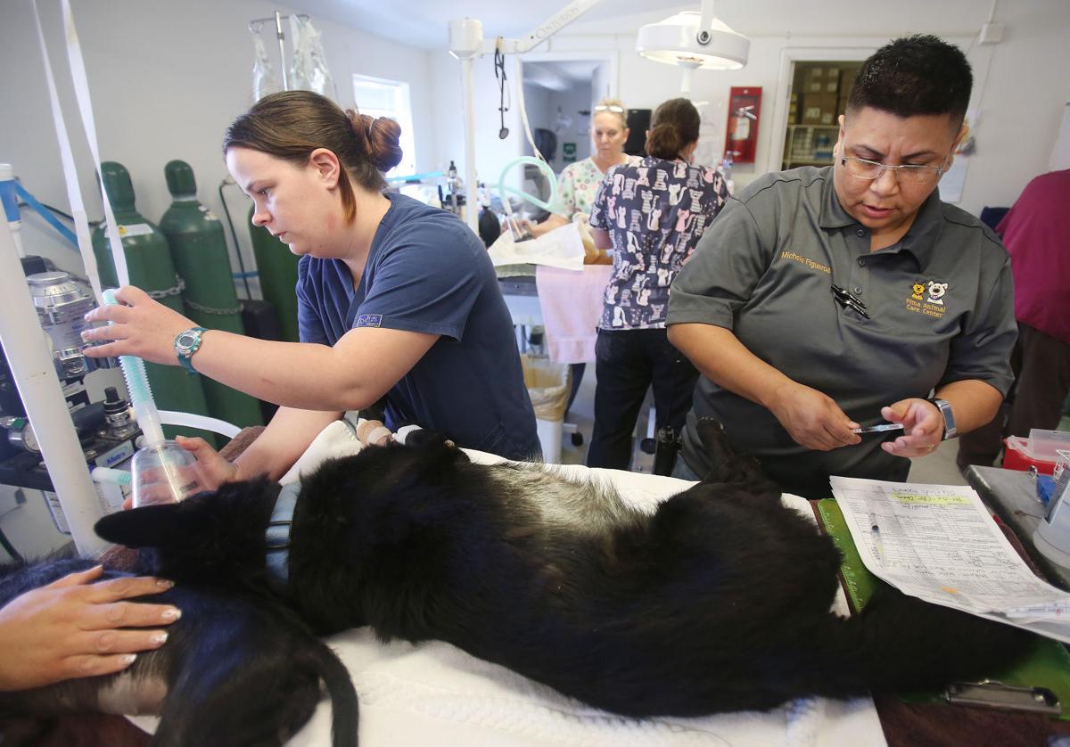 Photos Pima Animal Care Center Galleries
