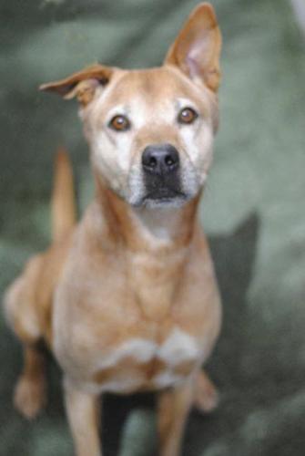 Pima Animal Care Center adoptions