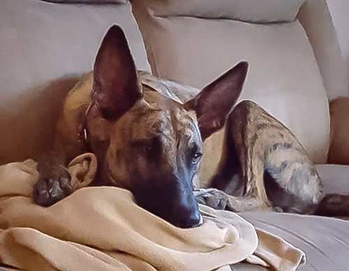 Adopt A Friend: Echo