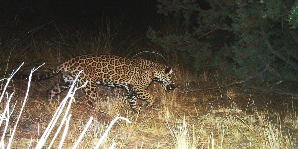 Meet all 5 jaguars spotted in Arizona