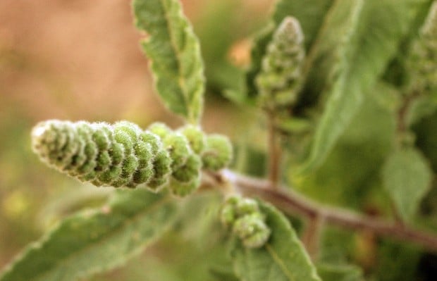 Nose sneezy? Eyes itchy? Join the club   