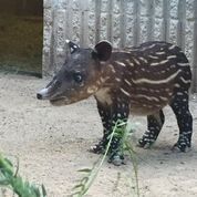 tapir3