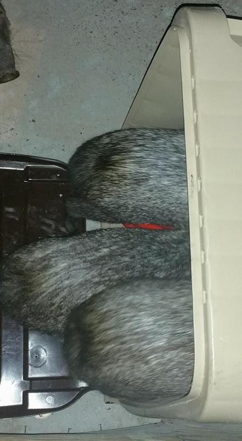 Javelinas in Southern Arizona