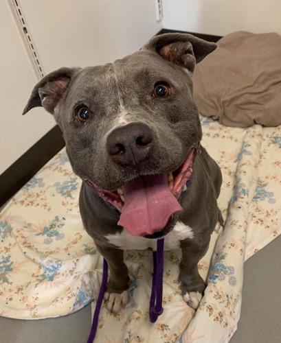 Adopt a friend: Django