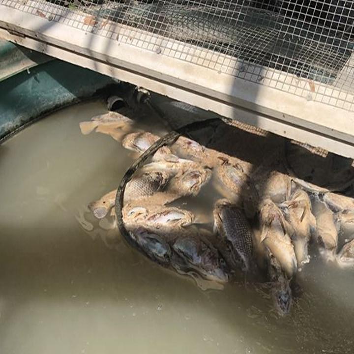 Manzo Elementary S Greenhouse And Aquaponic System Vandalized