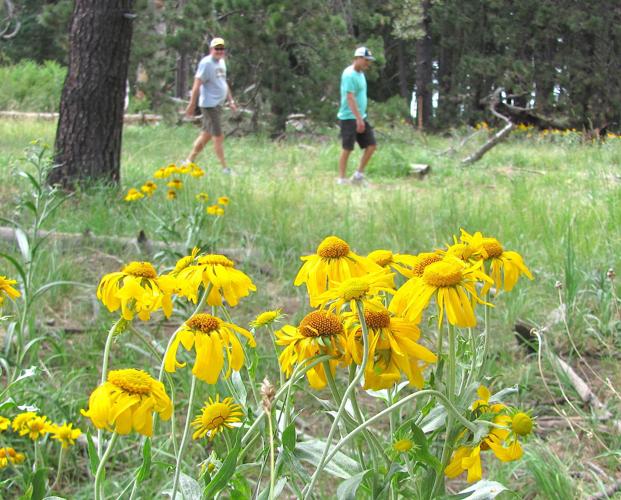 Hikers and wildflowers