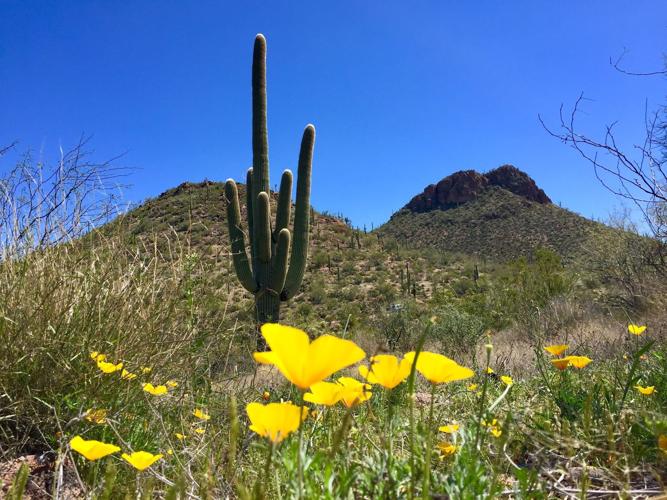 Poppies and saguaro