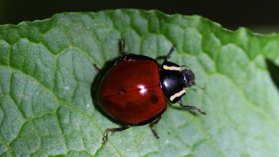 Readers' amazing insects