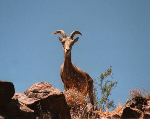 Bighorns coming back to the Catalinas