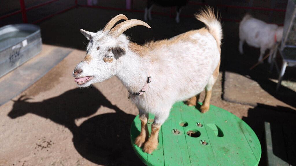 No kidding: Tucson Village Farm is hosting a goat café pop-up