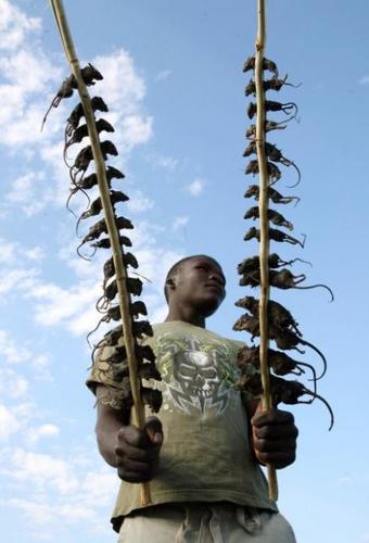 Skewers of plump field mice popular in Malawi markets  