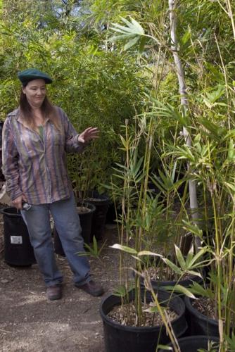If that's bamboo, this must be ... Tucson?   