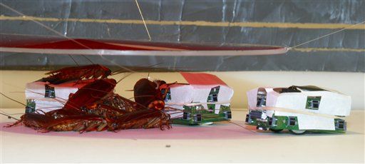 In experiment, robotic bugs successfully mix and mingle in cockroach society  