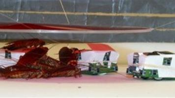 In experiment, robotic bugs successfully mix and mingle in cockroach ...