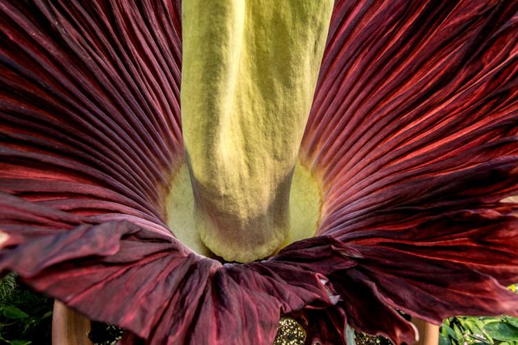 Corpse flower