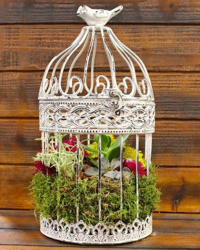 Iron Bird Cage Planting