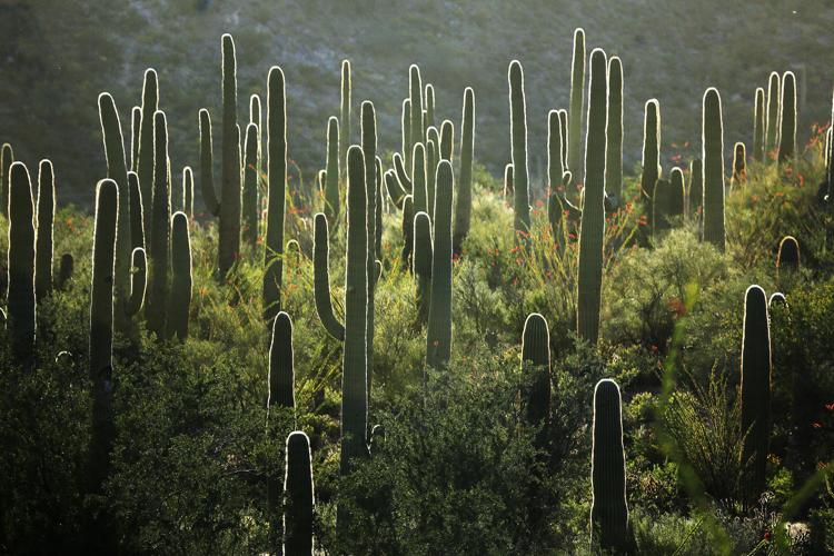 Saguaro National Park West