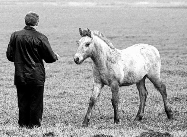 Chernobyl area becomes unlikely wildlife haven  