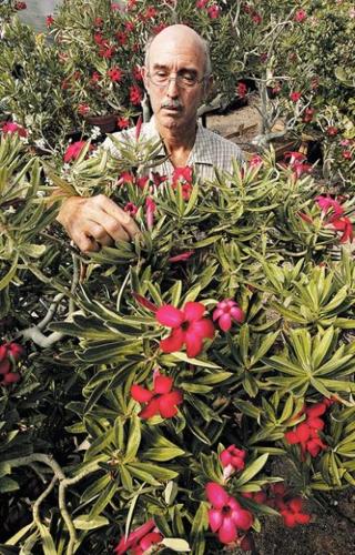 Neto's Tucson by Ernesto Portillo Jr. : Rare plants have a rare champion  