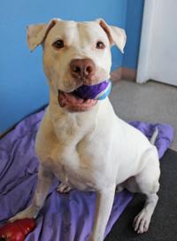 Photos: Adopt a friend