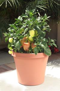 Plant peppers after last frost to pick by late spring