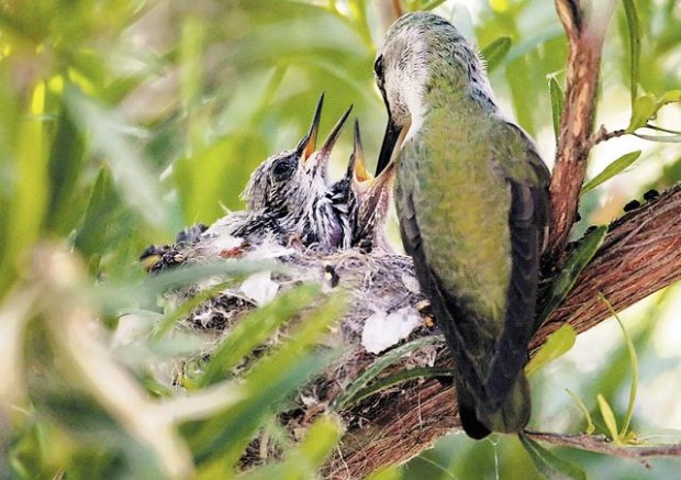 Wildlife: A peek at recent arrivals  